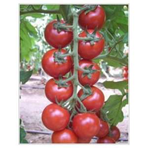 Арома F1 - томат индетерминантный, Yuksel Seed (Юксел Сид) Турция фото, цена